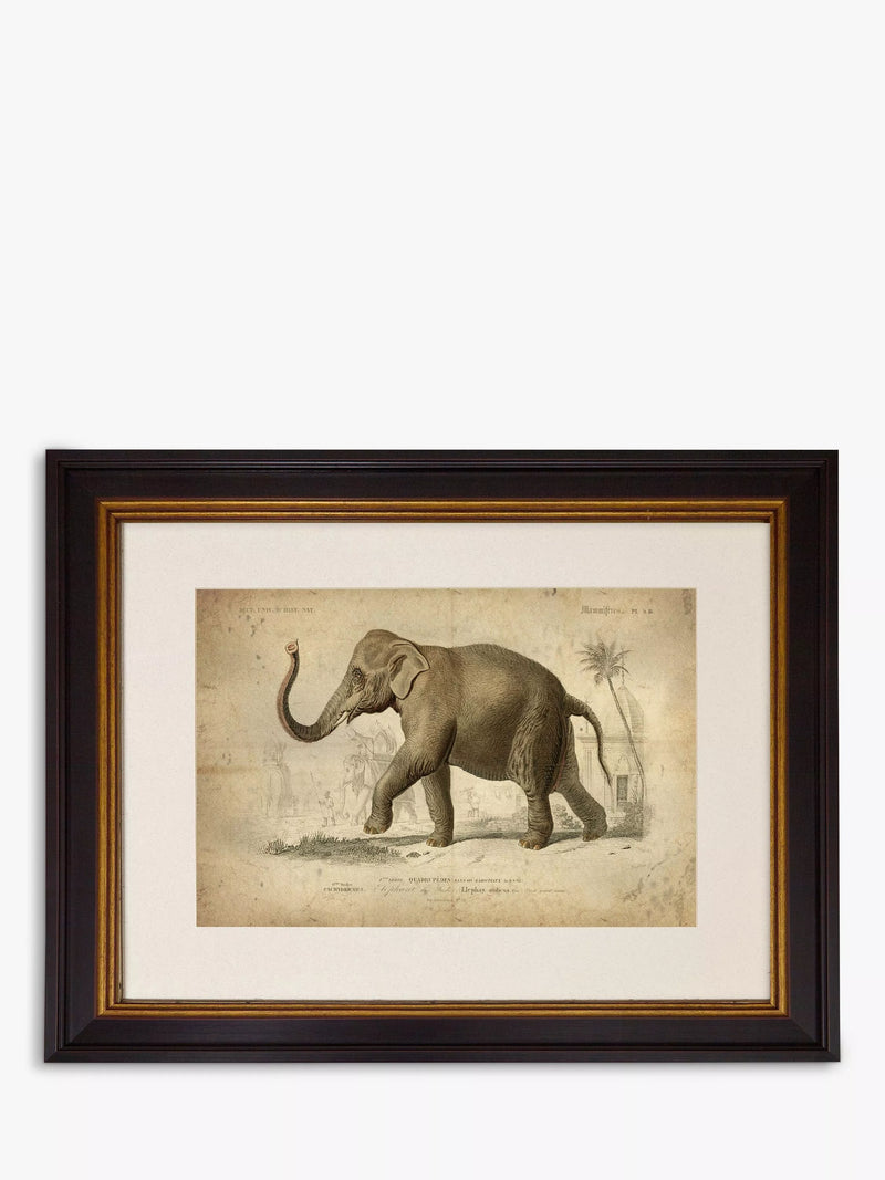 Brookpace Lascelles Elephant framed print grey 46 x 55cm - British product