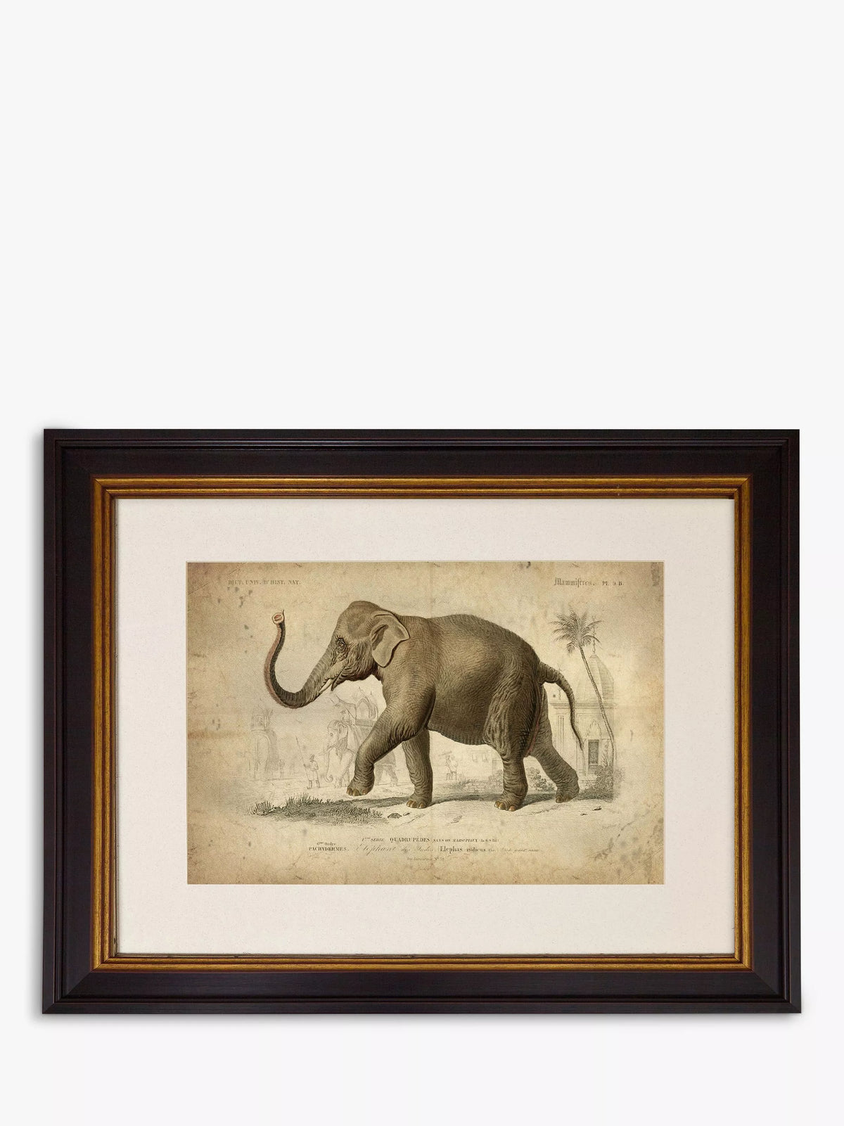 Brookpace Lascelles Elephant framed print grey 46 x 55cm - British product