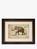 Brookpace Lascelles Elephant framed print grey 46 x 55cm - British product