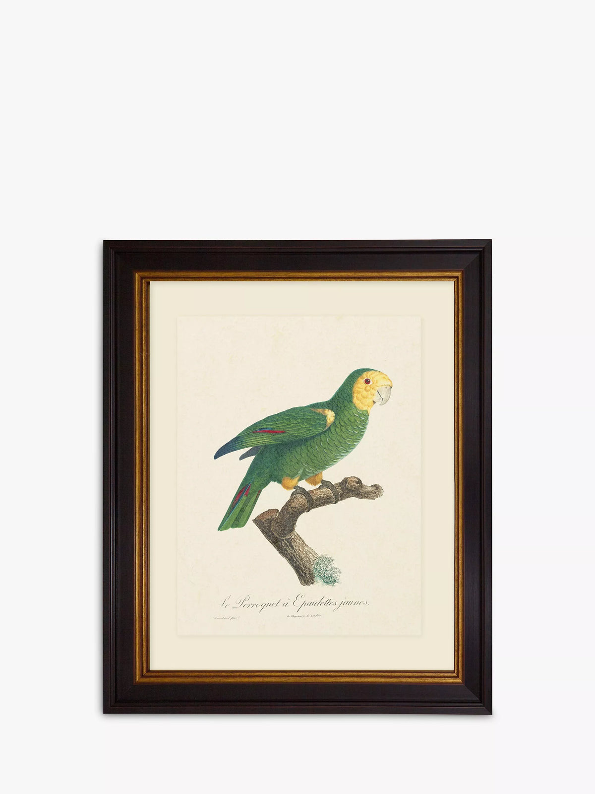Brookpace Lascelles Tropical Bird III green framed print 60 x 50cm - British product