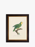 Brookpace Lascelles Tropical Bird III green framed print 60 x 50cm - British product