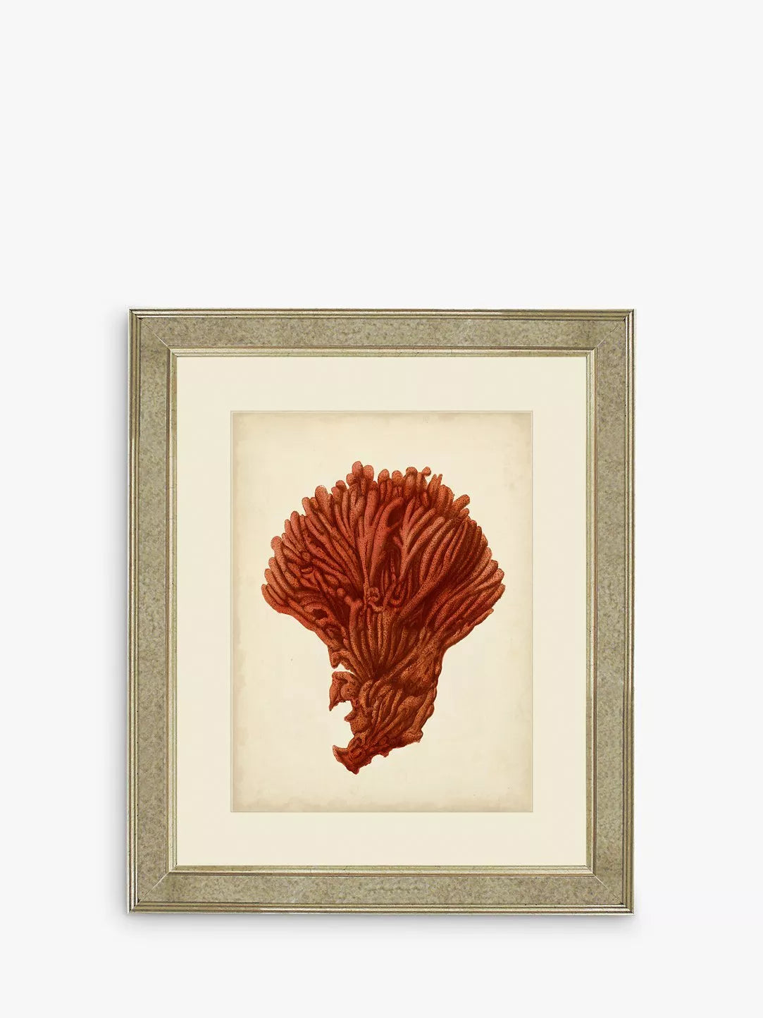 Brookpace Lascelles framed red coral print 60x50cm (British brand)