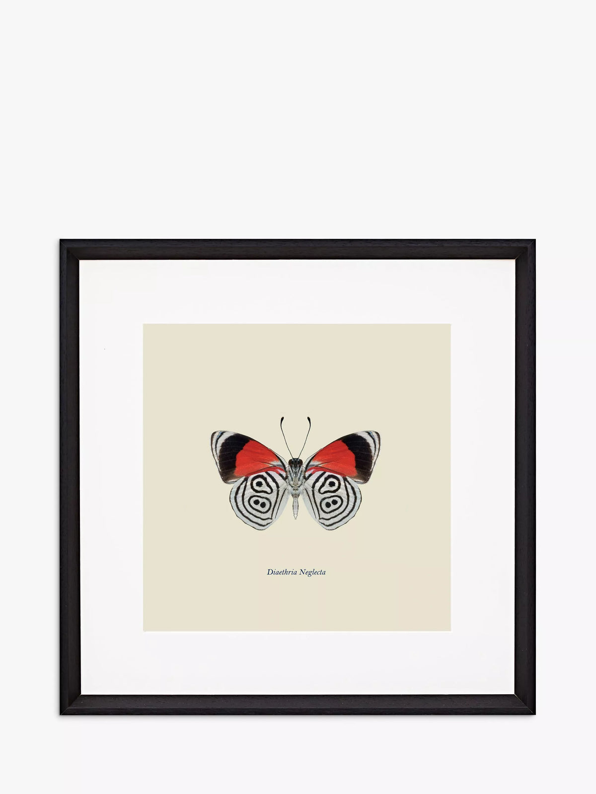 Brookpace Lascelles butterfly framed print 45.5cm - British product