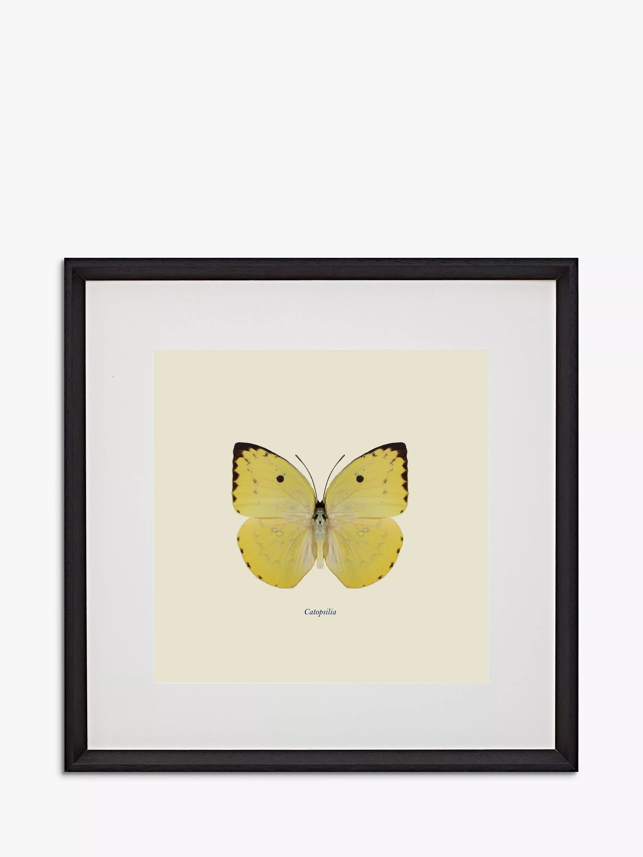 Brookpace Lascelles butterfly framed print 45.5cm (British brand)