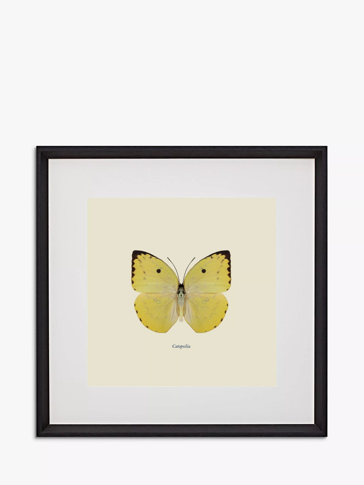 Brookpace Lascelles butterfly framed print 45.5cm (British brand)
