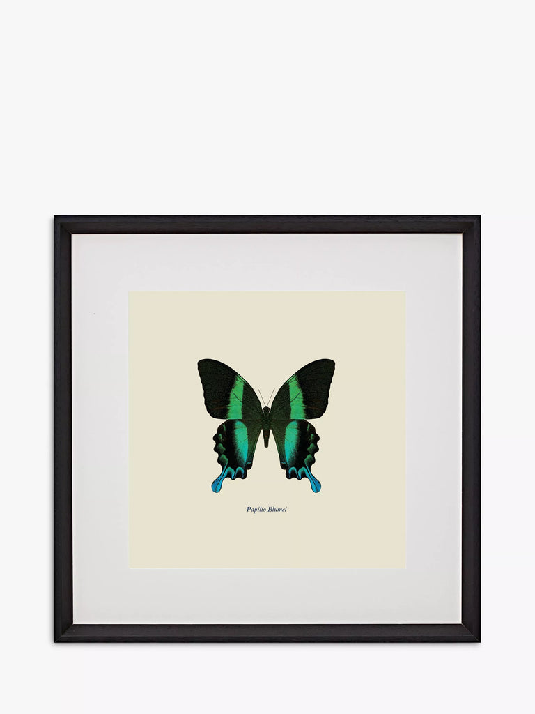 Brookpace Lascelles 'Papilio Blumei Butterfly' Framed Print & Mount, 45.5 x 45.5cm, Green/Multi