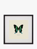 Brookpace Lascelles 'Papilio Blumei Butterfly' Framed Print & Mount, 45.5 x 45.5cm, Green/Multi