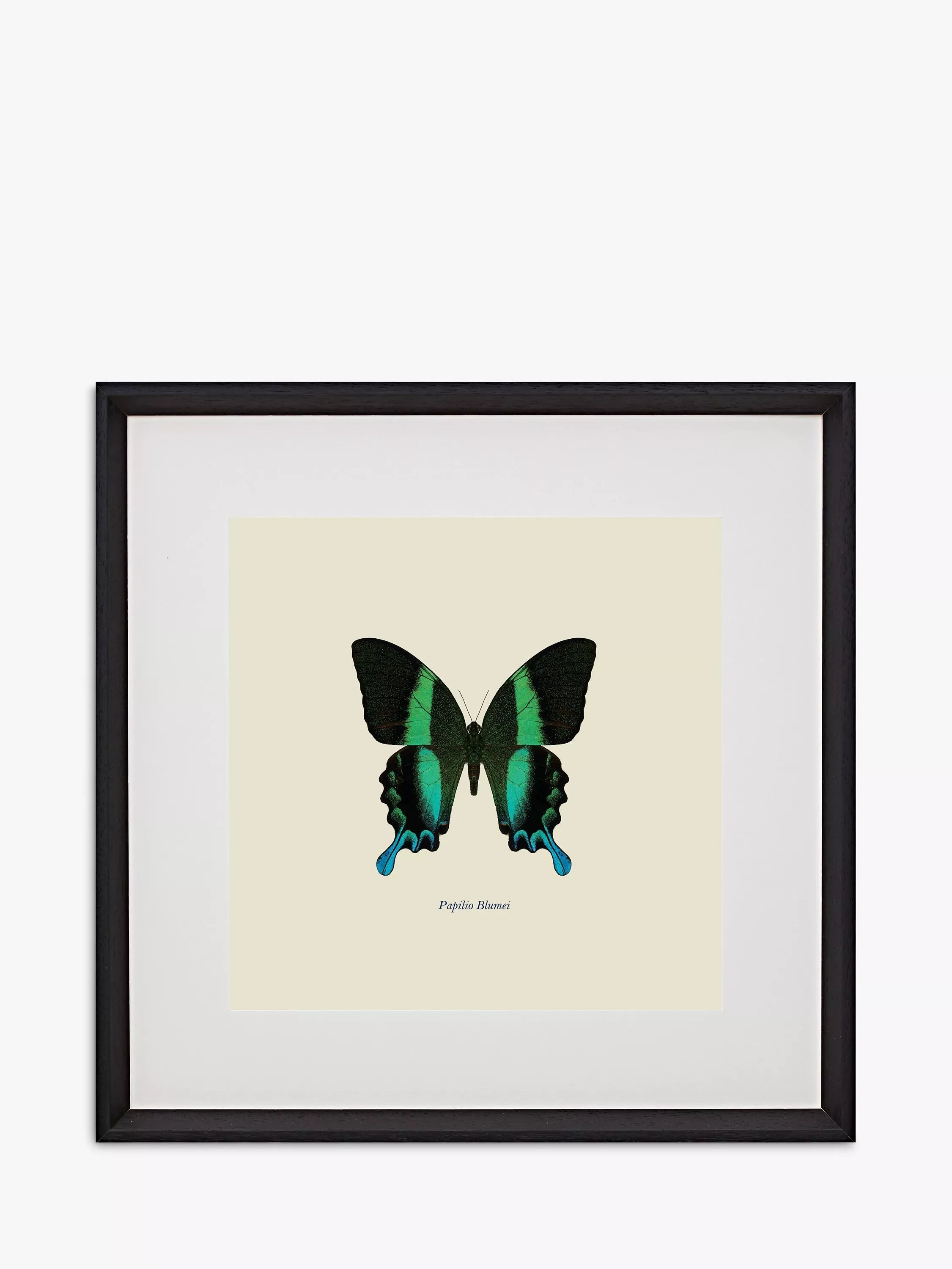 Brookpace Lascelles Papilio Blumei butterfly framed print green/multi 45.5x45.5cm - British product
