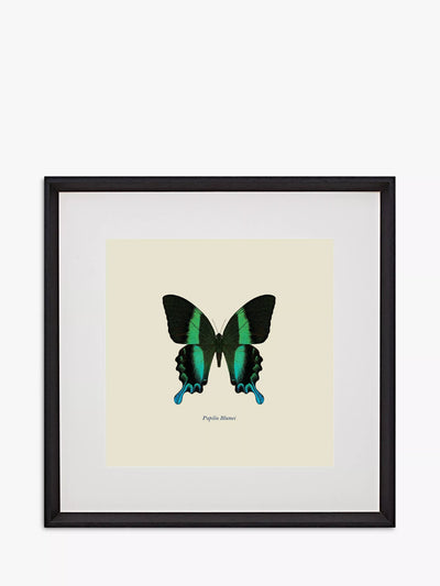 John Lewis Brookpace Lascelles Papilio Blumei Butterfly Framed Print and Mount Green/Multi Photo Frame 45.5 x 45.5cm- Buy online at McGrocer