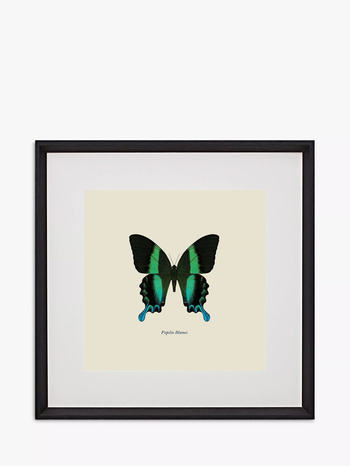 Brookpace Lascelles Papilio Blumei butterfly framed print green/multi 45.5x45.5cm - British product