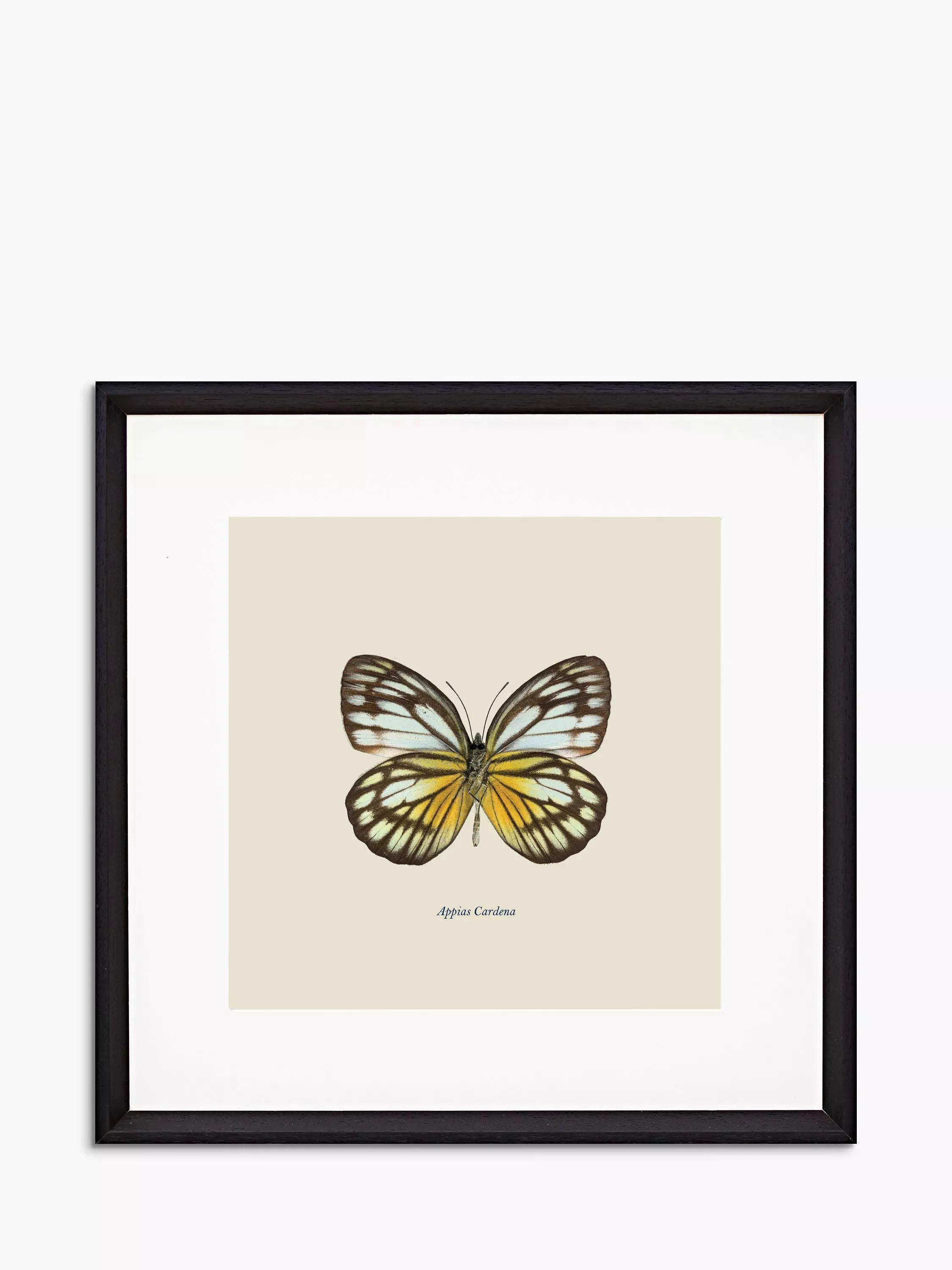 Brookpace Lascelles butterfly framed print 45.5cm, imported from the UK
