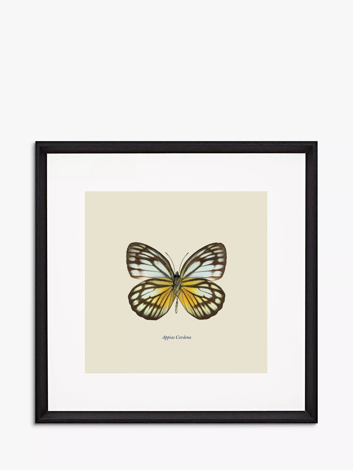 Brookpace Lascelles butterfly framed print 45.5cm, imported from the UK