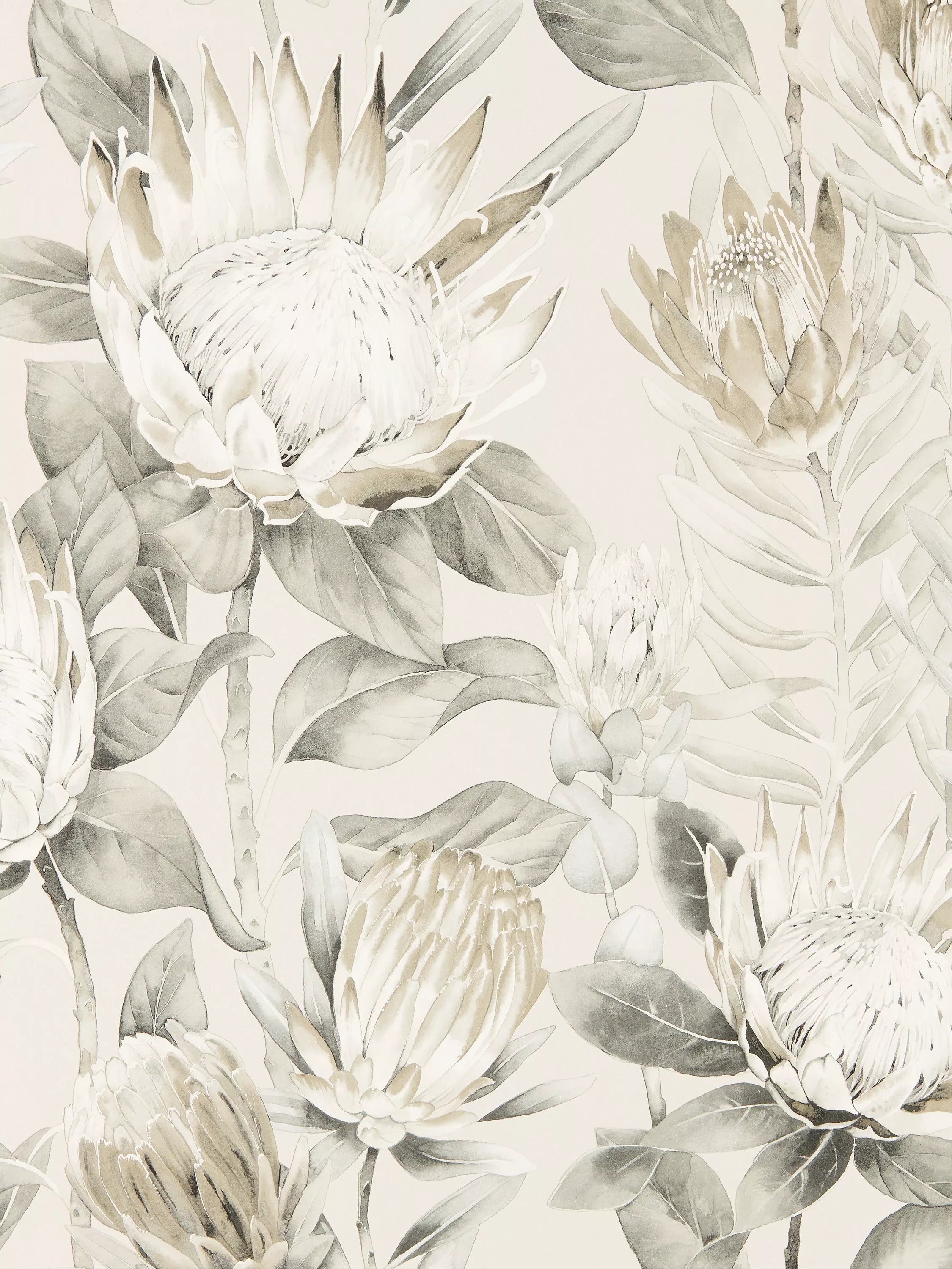 King Protea Floral Design Statement Wallpaper