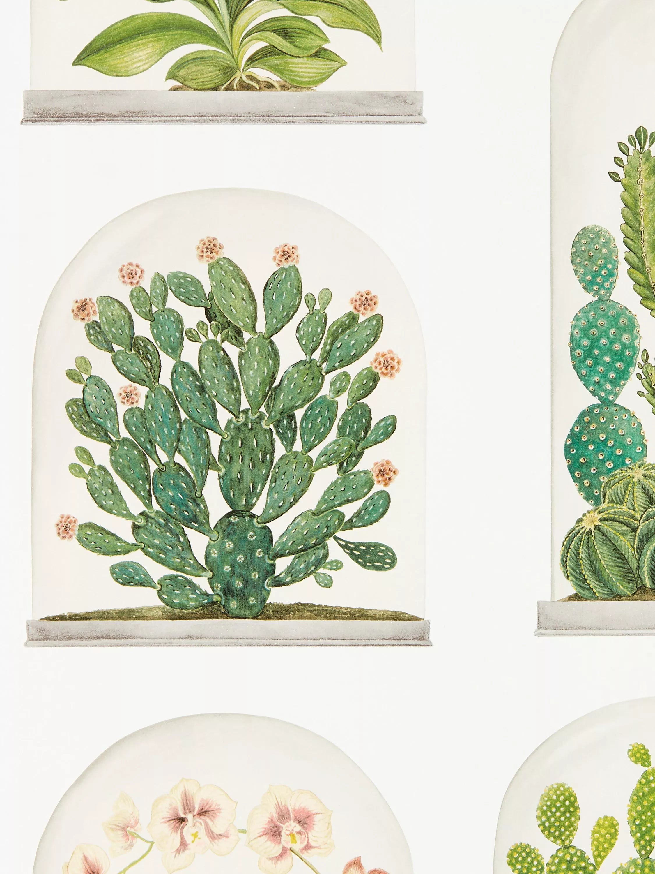 Sanderson Terrariums Wallpaper (British brand)