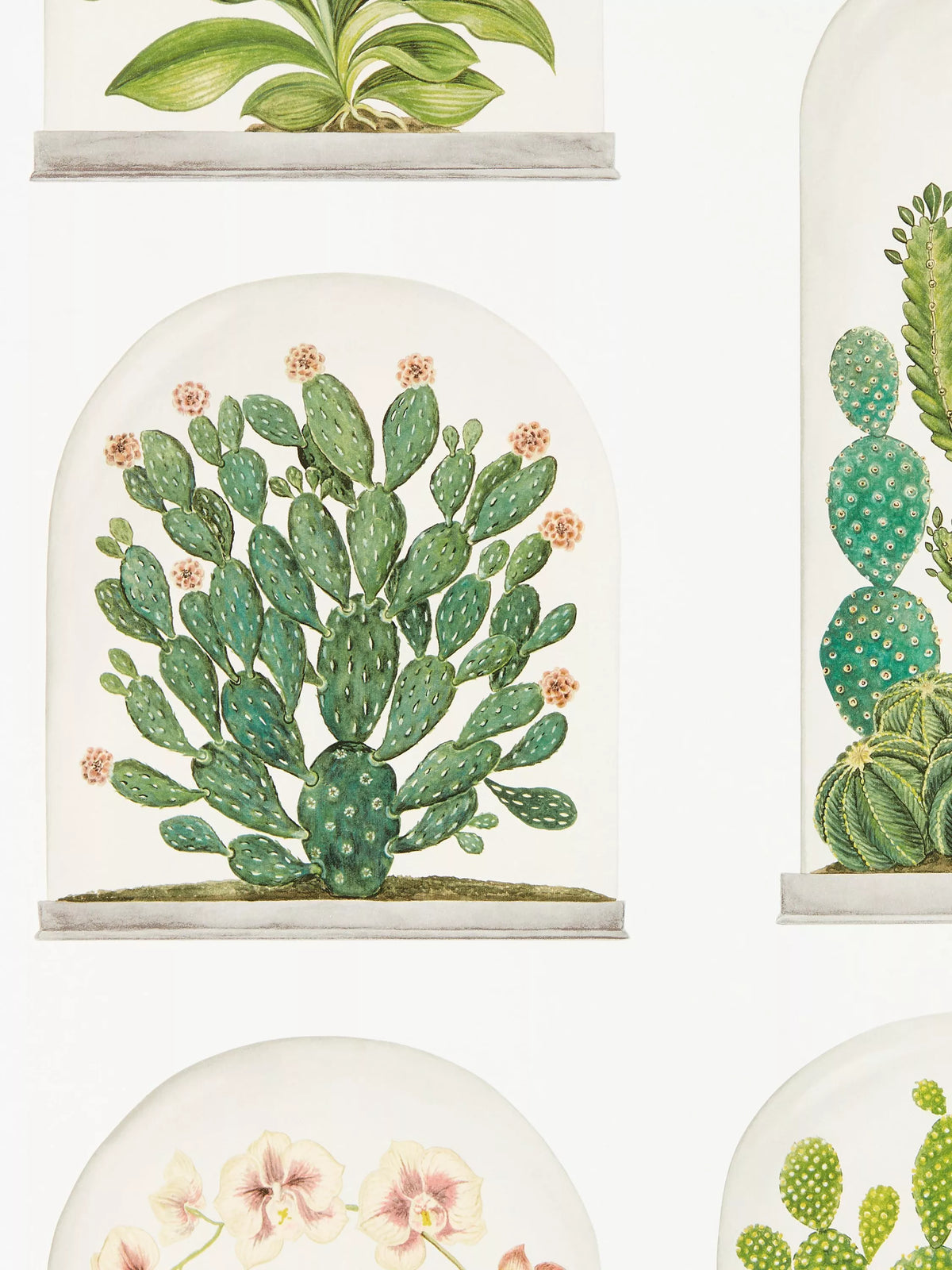 Sanderson Terrariums Wallpaper (British brand)
