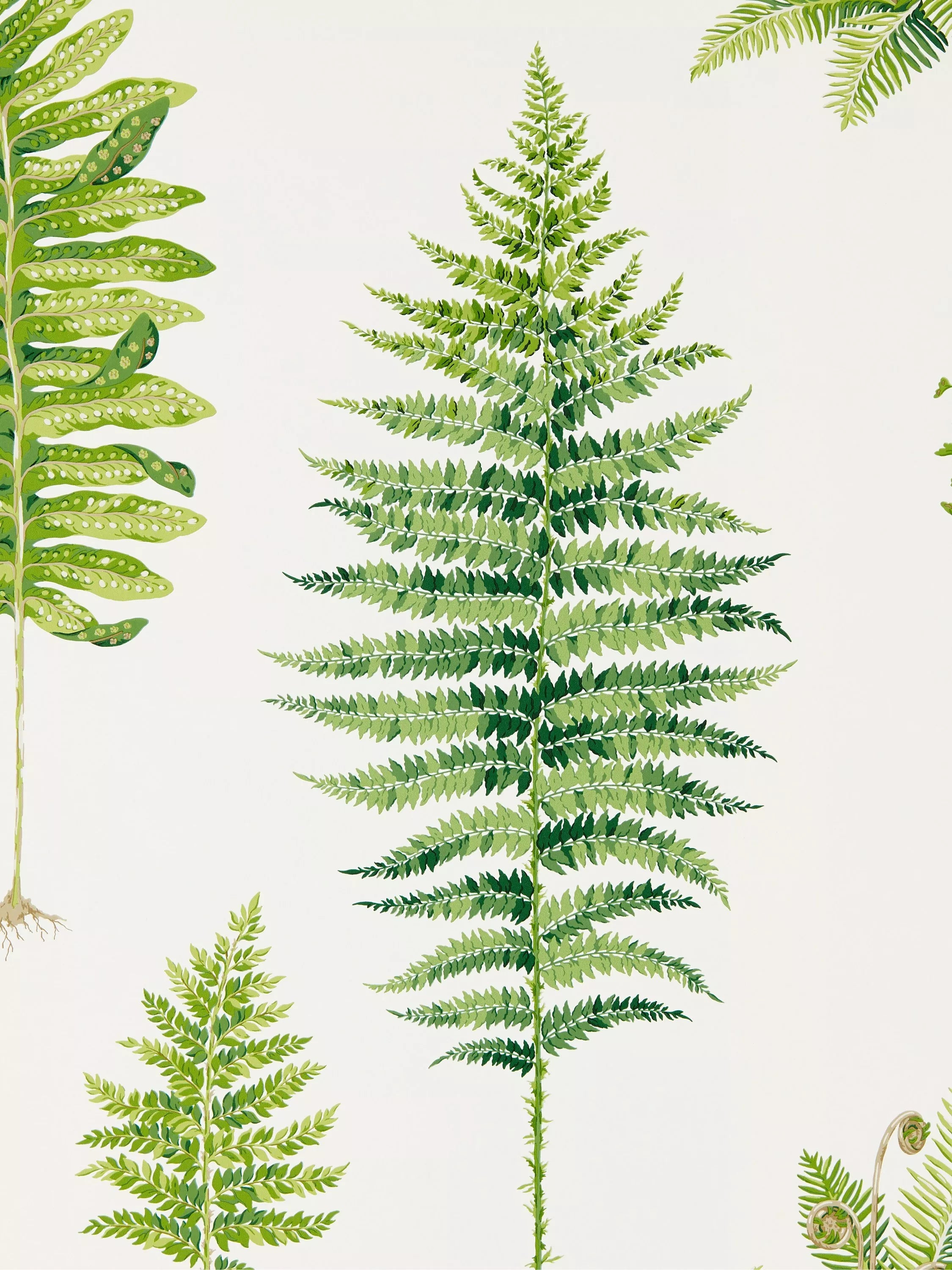 Sanderson Fernery Wallpaper with fern illustrations (British brand)
