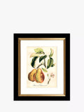 John Lewis Tuscan Fruit framed prints set of 4 - (British brand)