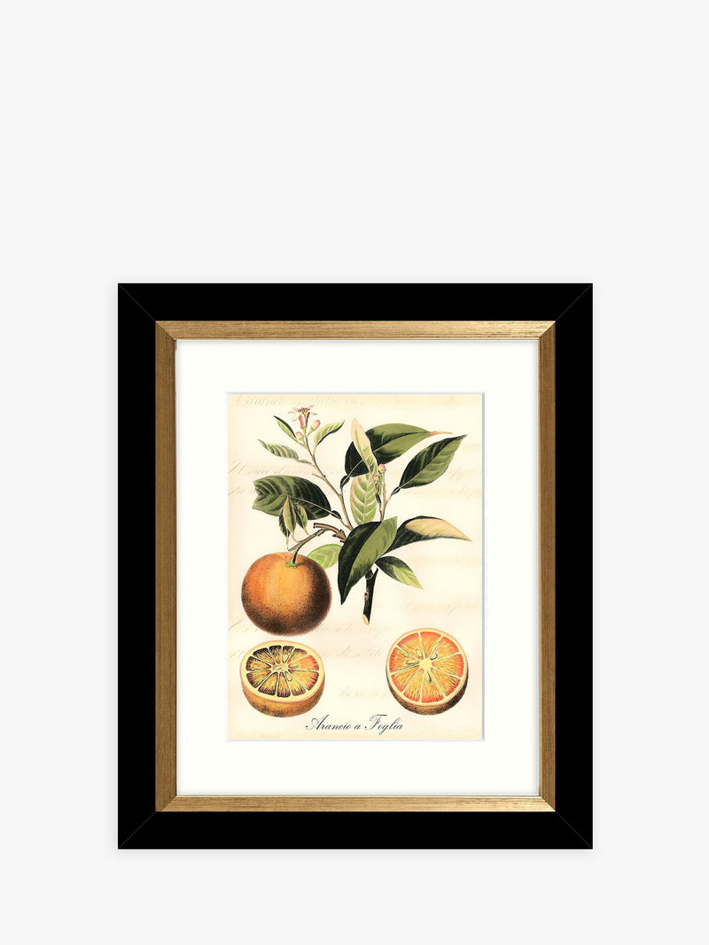 John Lewis Tuscan Fruit framed prints set of 4 - (British brand)