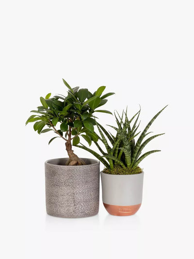 Det lille botaniske Zen Bonsai gavesettet