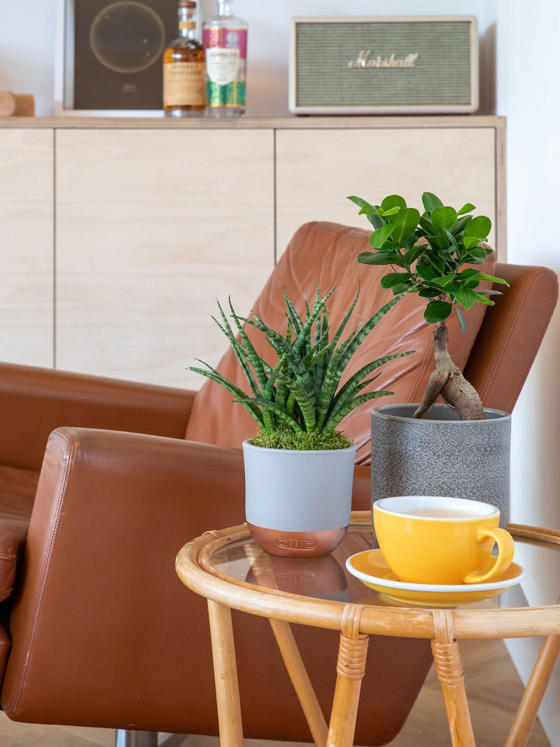 The Little Botanical Zen Bonsai Set (British brand)
