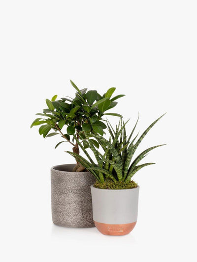 Det lille botaniske Zen Bonsai gavesettet