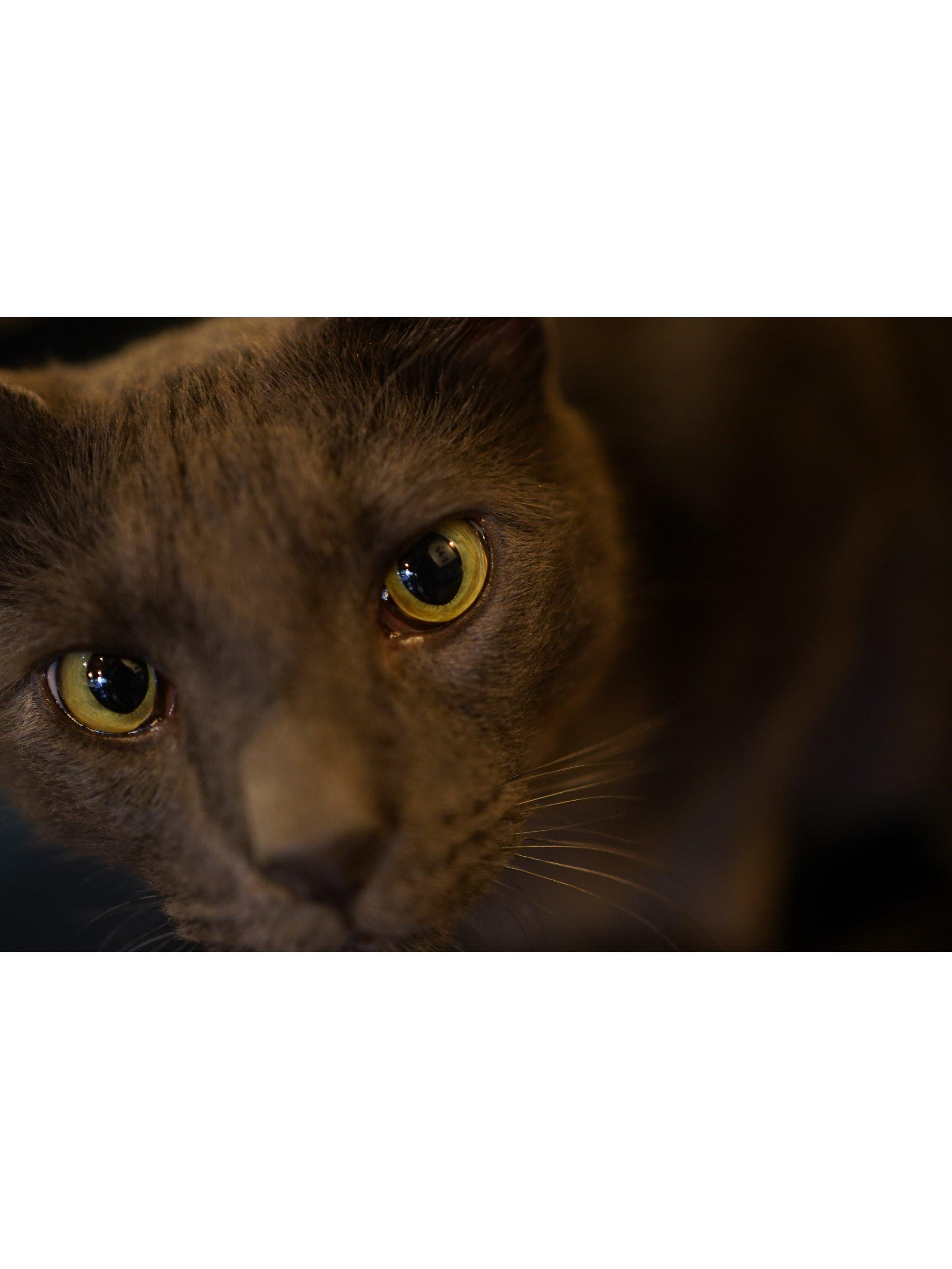 Sony prime lens 35mm f/1.8 - British product