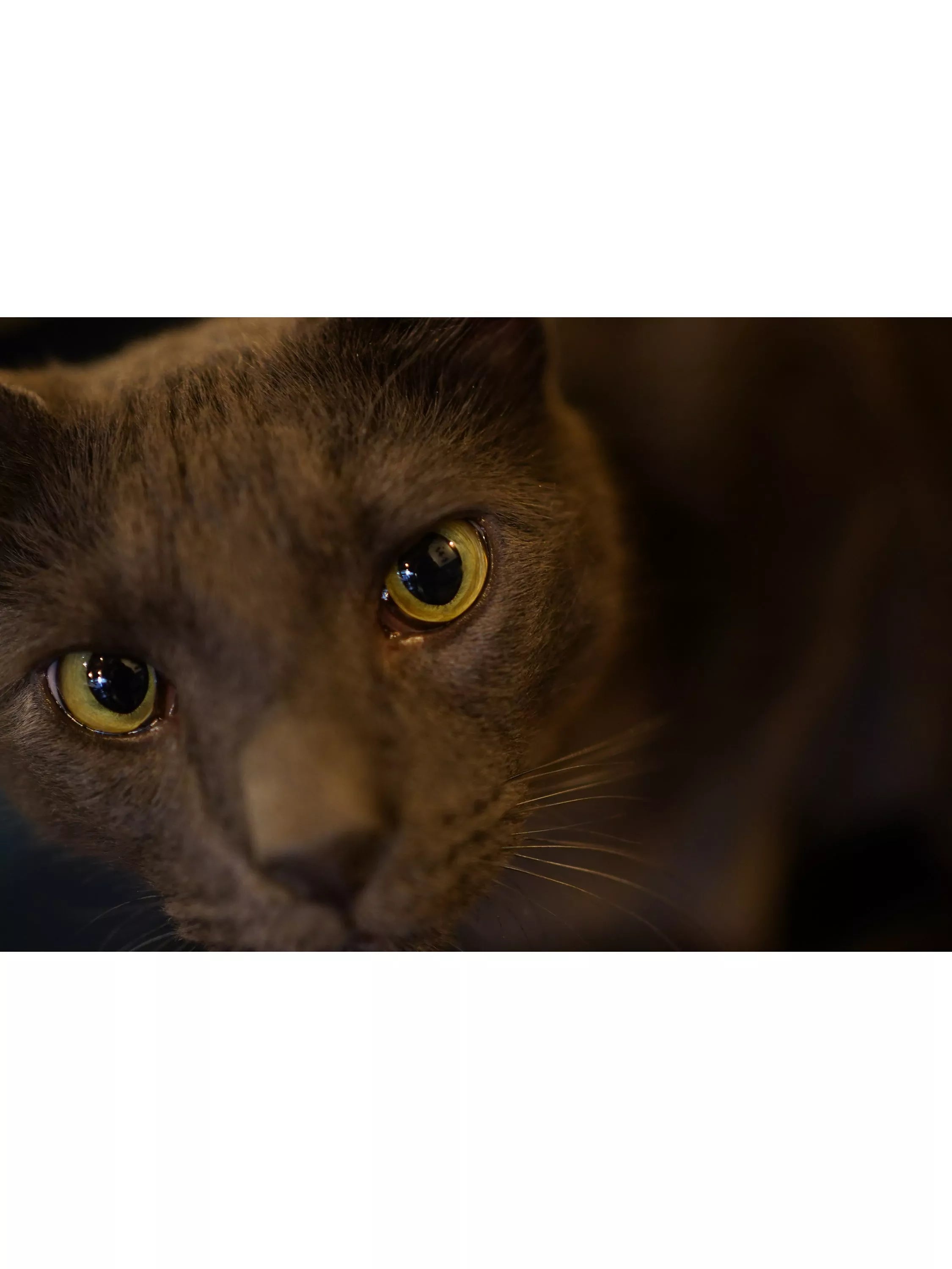 Sony prime lens 35mm f/1.8 - British product