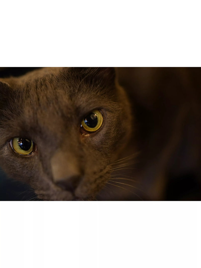 Sony prime lens 35mm f/1.8 - British product