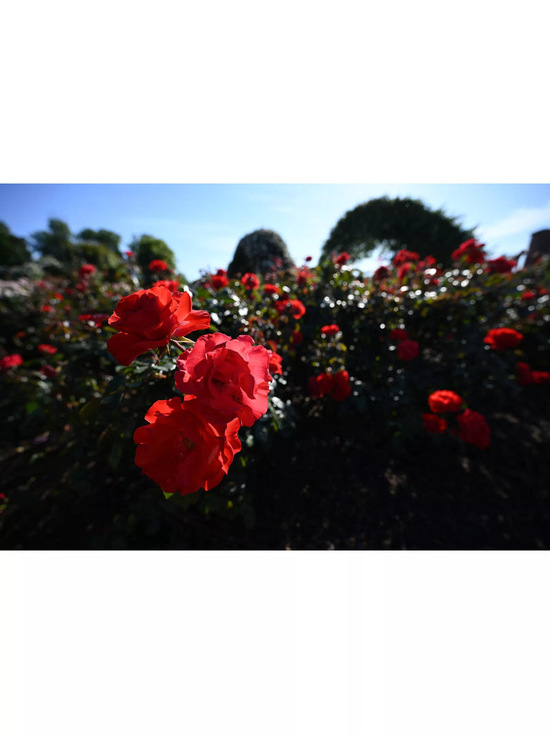 Nikon Z 14-30mm f/4 S ultra wide lens, imported from the UK