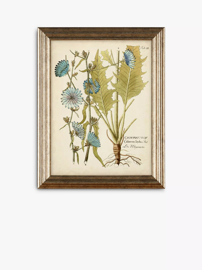 John Lewis botanical framed prints set of three 47x37cm (British brand)