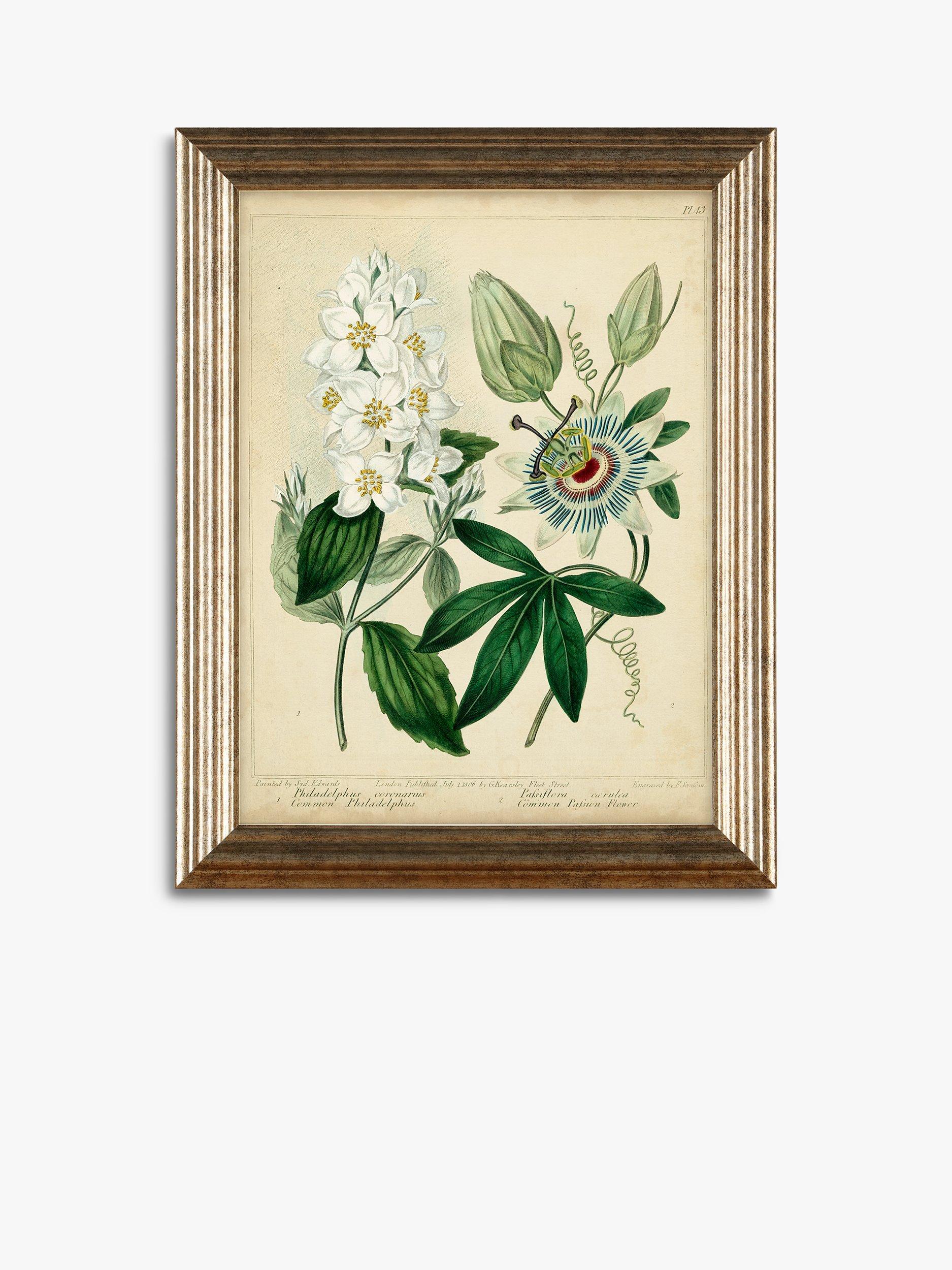 John Lewis botanical framed prints set of three 47x37cm (British brand)