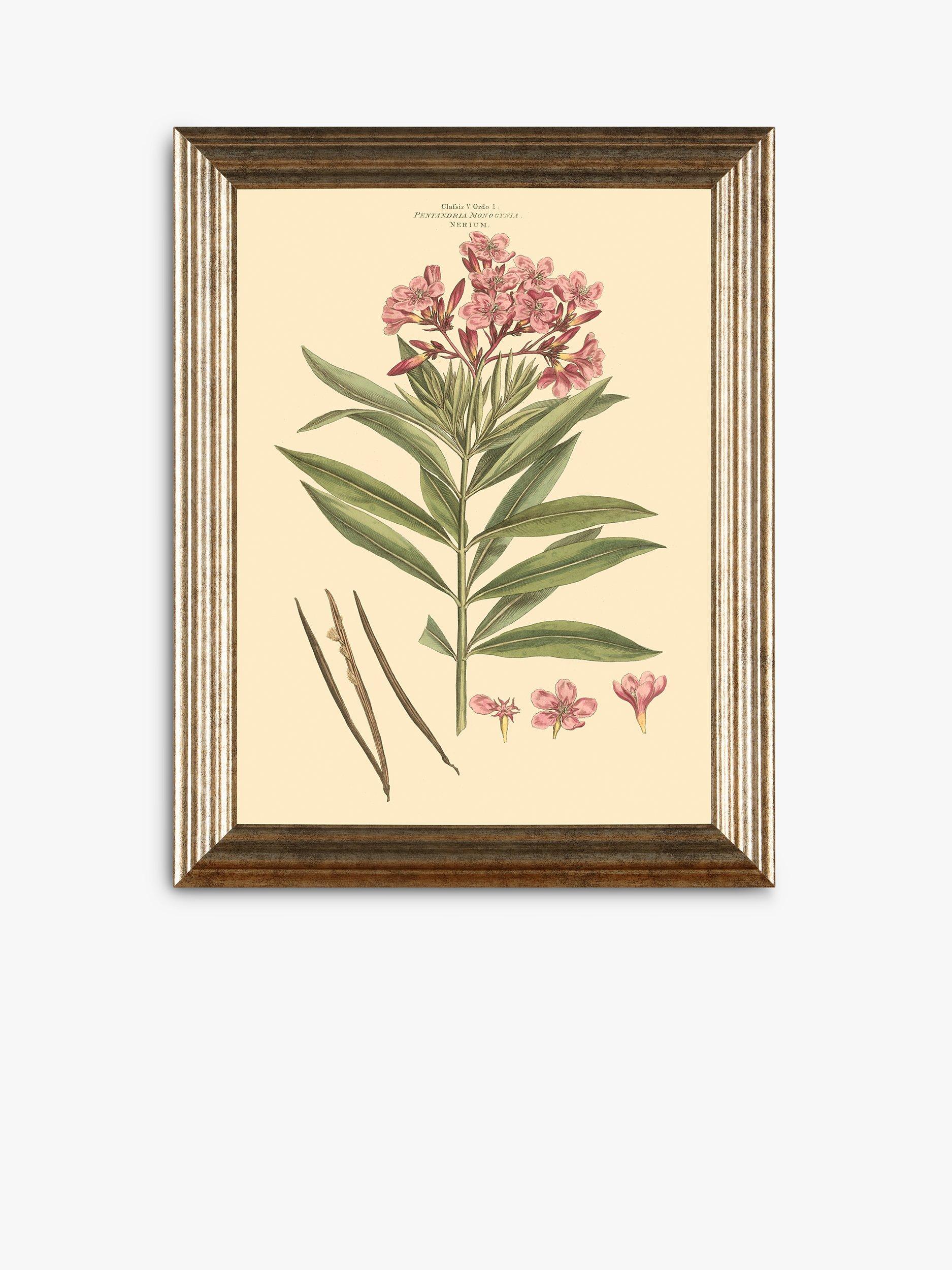 John Lewis botanical framed prints set of three 47x37cm (British brand)