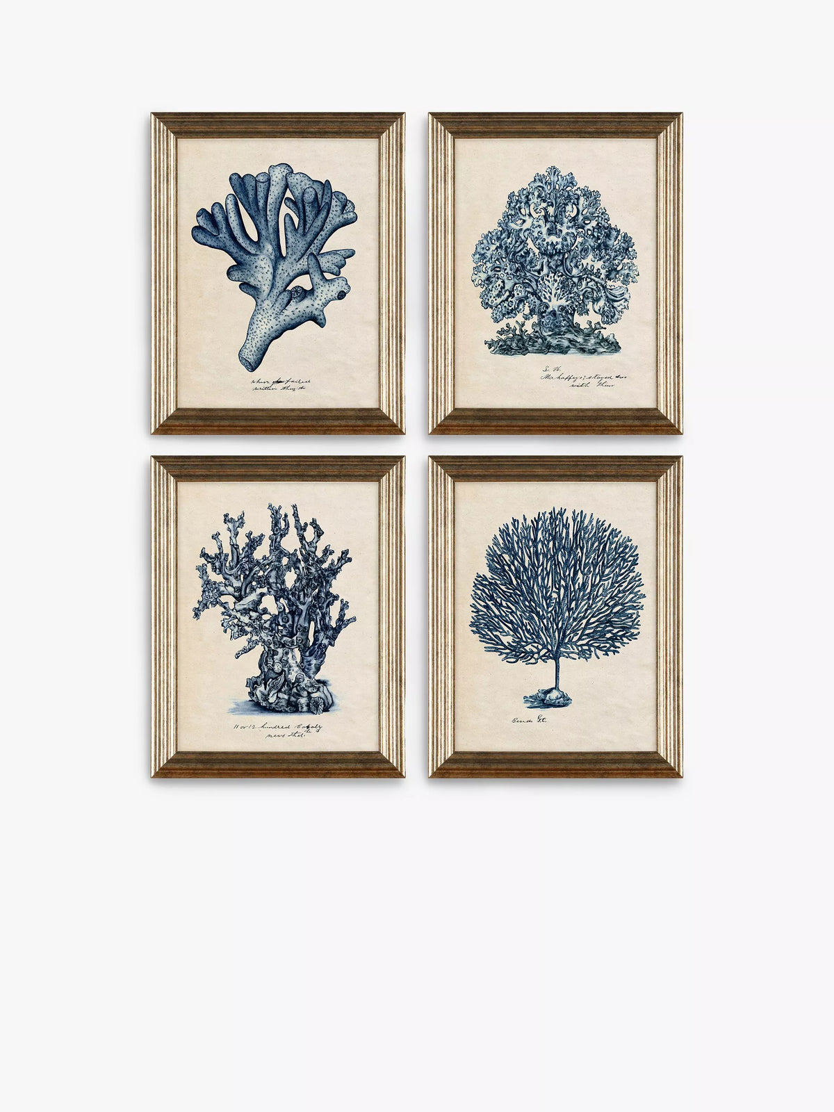 John Lewis sea coral framed prints set of 4, UK version