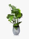 The Little Botanical extra large Strelitzia plant in ceramic pot with concrete finish (British brand)