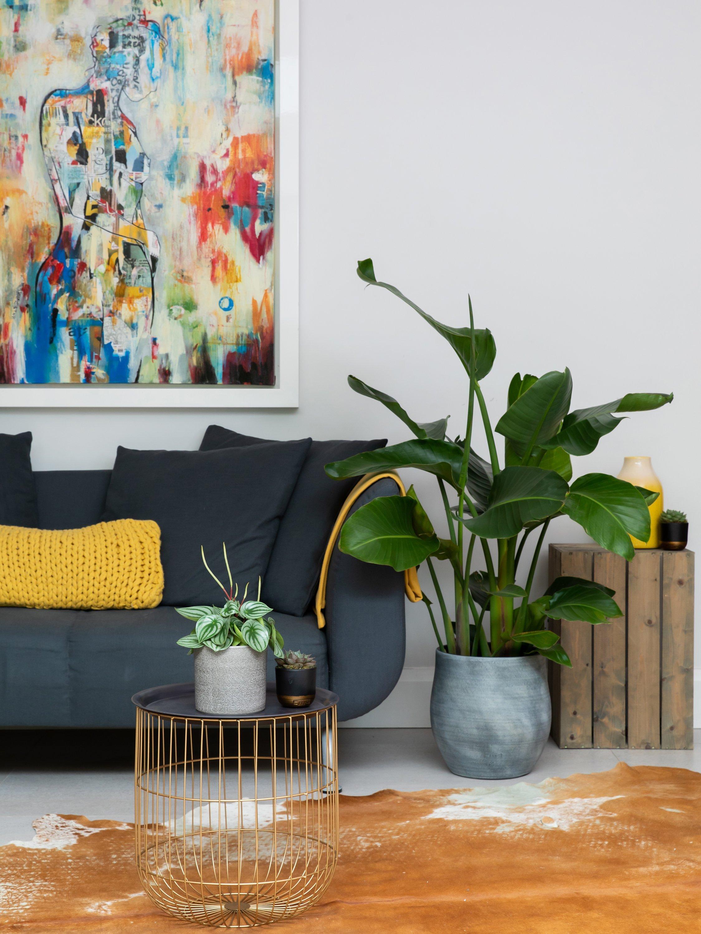 The Little Botanical extra large Strelitzia plant in ceramic pot with concrete finish (British brand)