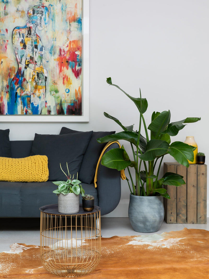The Little Botanical extra large Strelitzia plant in ceramic pot with concrete finish (British brand)