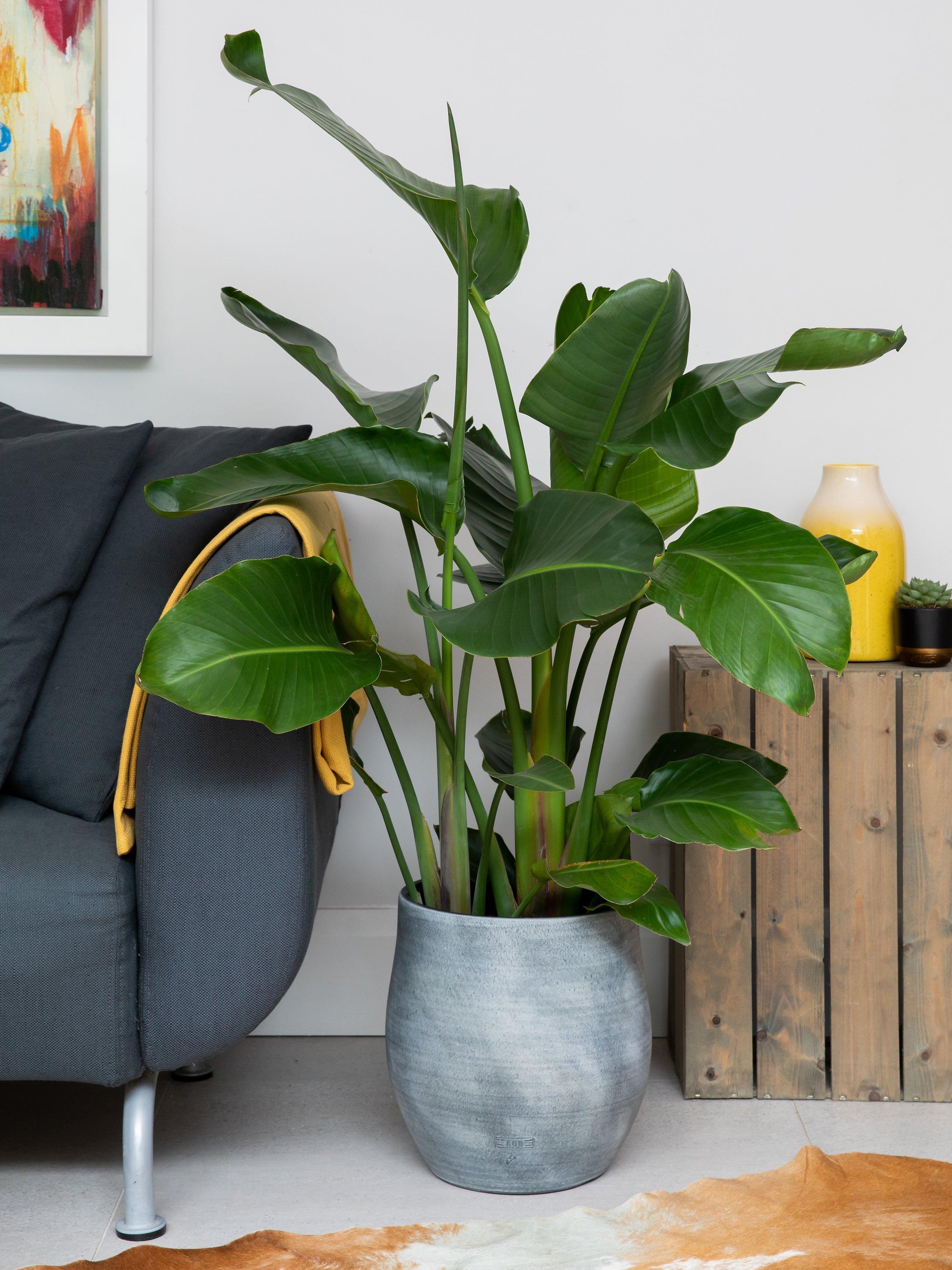 The Little Botanical extra large Strelitzia plant in ceramic pot with concrete finish (British brand)