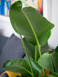 The Little Botanical extra large Strelitzia plant in ceramic pot with concrete finish (British brand)