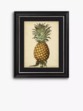 Brookpace Lascelles George Brookshaw 'Antique Pineapple I' Framed Print & Mount, 60 x 50cm, Black/Multi