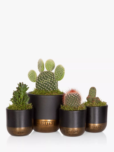 Cactus Plant Family Set med mellomstore og små kaktusplanter i dekorative potter
