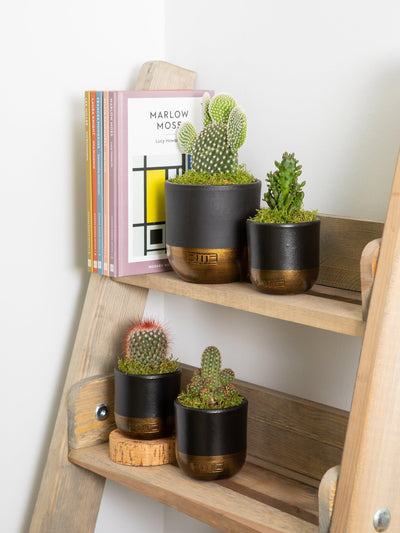 Cactus Plant Family Set med mellomstore og små kaktusplanter i dekorative potter