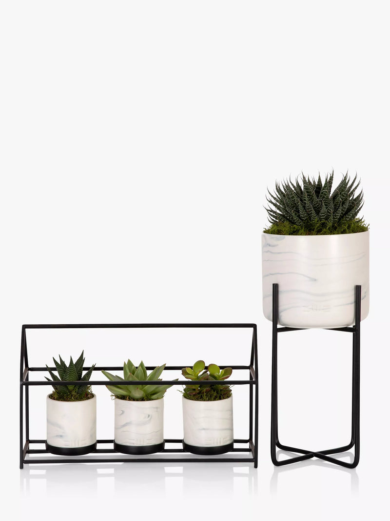 The Little Botanical succulent trio in marble pots with metal stand (British brand)