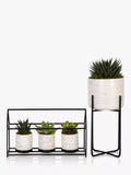 The Little Botanical Succulent House Plant & Marble Planter