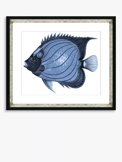 John Lewis Brookpace Lascelles Blue Fish 1 Framed Print & Mount, Blue, 36 x 46cm- Buy online at McGrocer