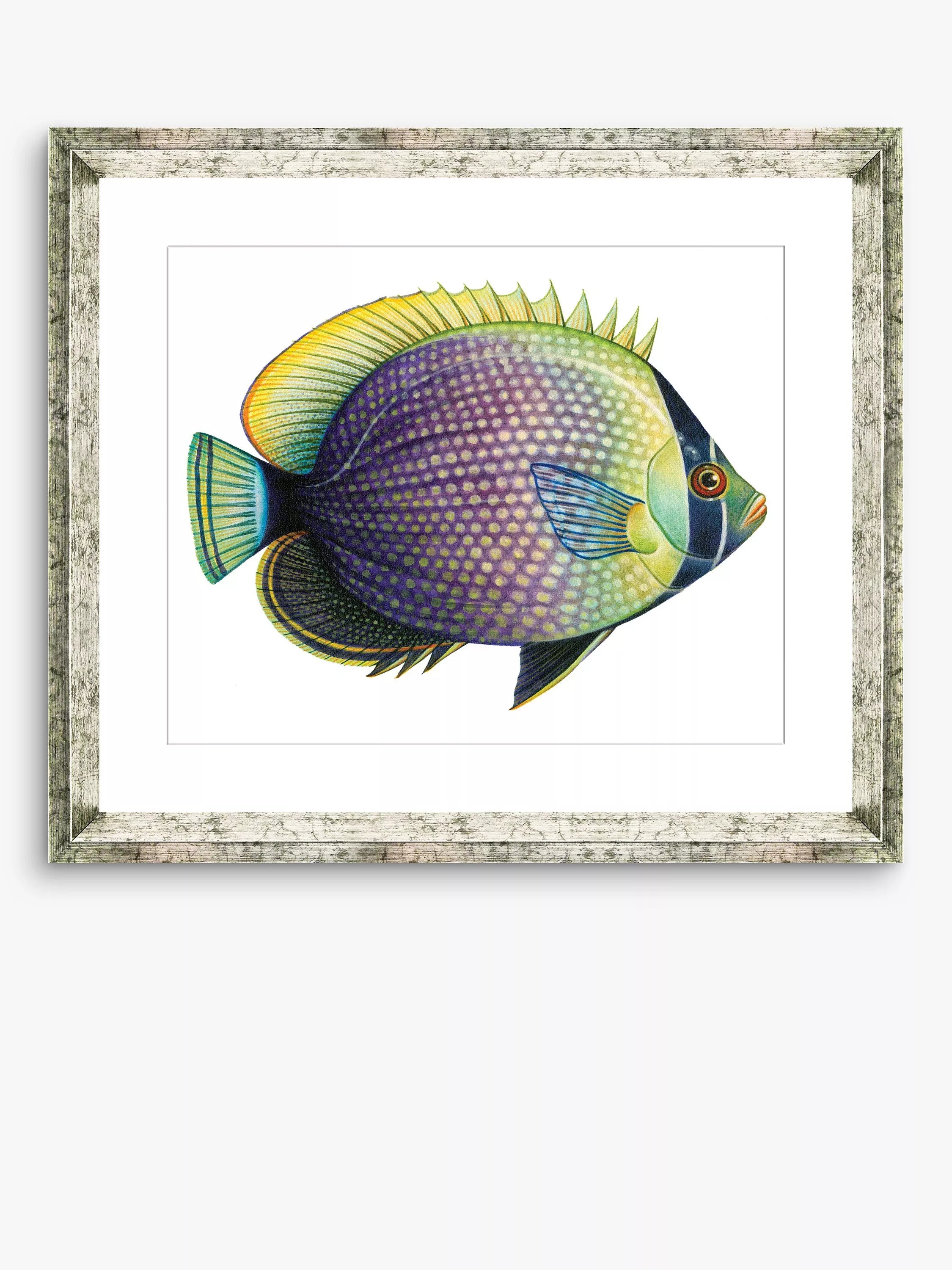 Brookpace Lascelles tropical fish framed print 36x46cm, imported from the UK