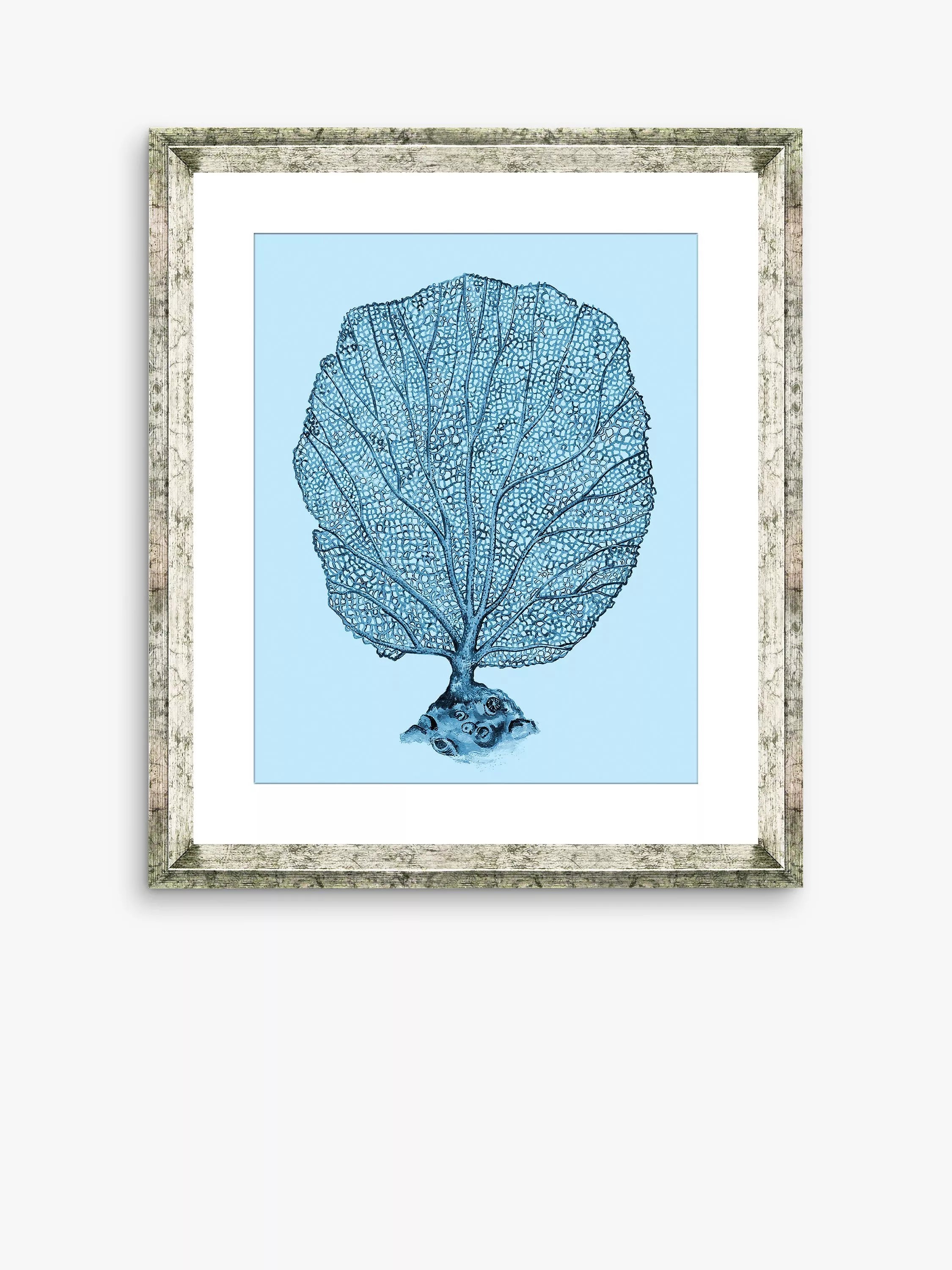 Brookpace Lascelles blue coral framed print 46x36cm, imported from the UK