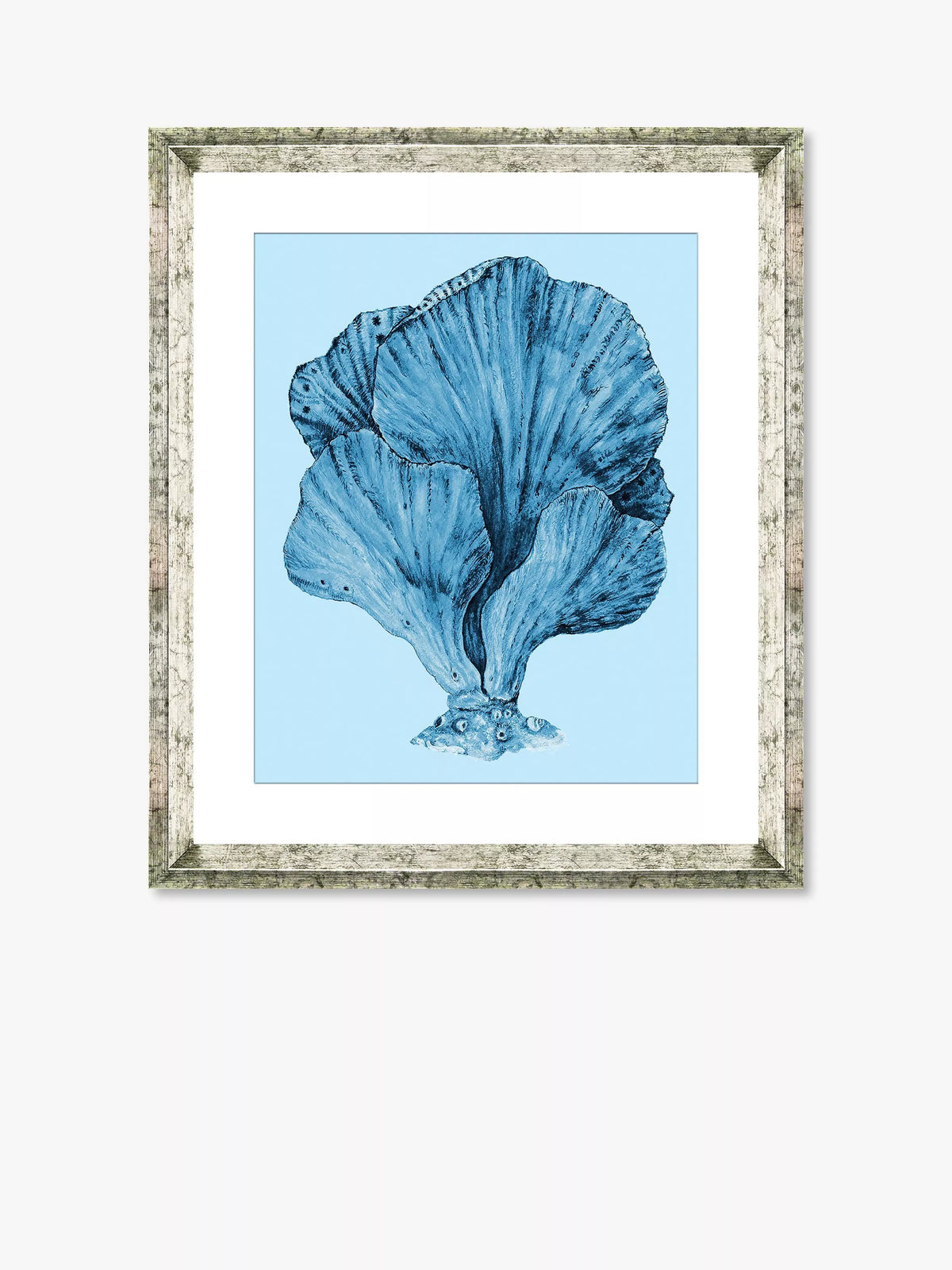 Brookpace Lascelles Blue Coral 3 framed print 46x36cm (British brand)
