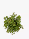 John Lewis artificial eucalyptus bush in stone planter, UK version