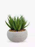 John Lewis Artificial Aloe Vera in Cement Planter