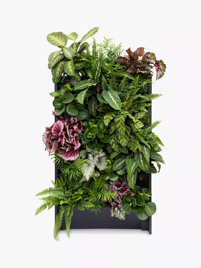 John Lewis The Little Botanical 20 مجموعة جدار نباتات منزلية حية - اشترِ عبر الإنترنت من McGrocer